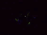Pumpe3_Advent_11_2013-050