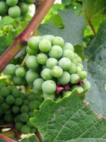 Kinderfreizeit-2009_038