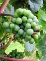 Kinderfreizeit-2009_039