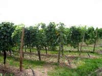 Kinderfreizeit-2009_040