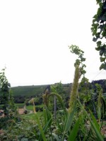 Kinderfreizeit-2009_048